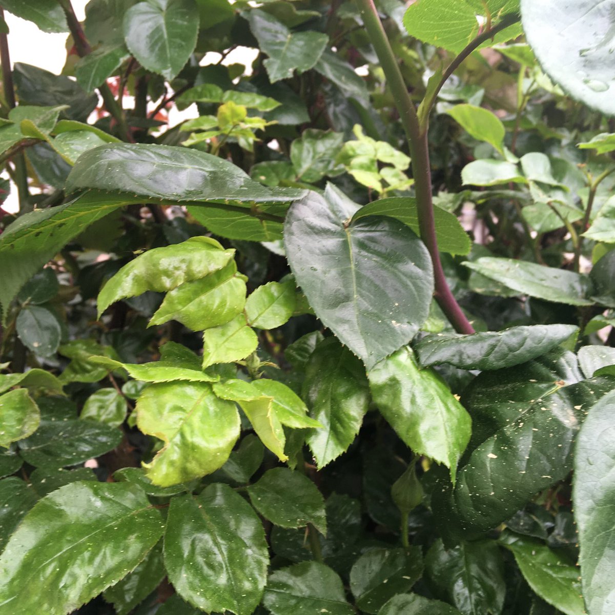 Forelle 🇺🇦🇸🇻💚 tweet media