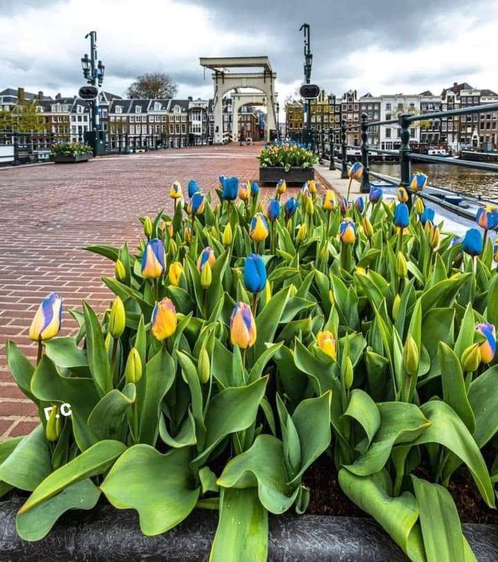 🇺🇦Tulips in the colors of the Ukrainian flag were bred in the Netherlands.