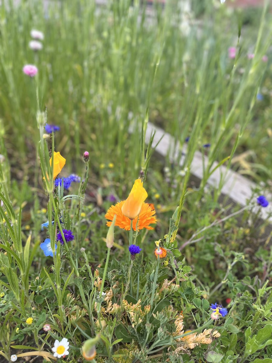 This week’s blooms have included a burst of new colours 🤩
