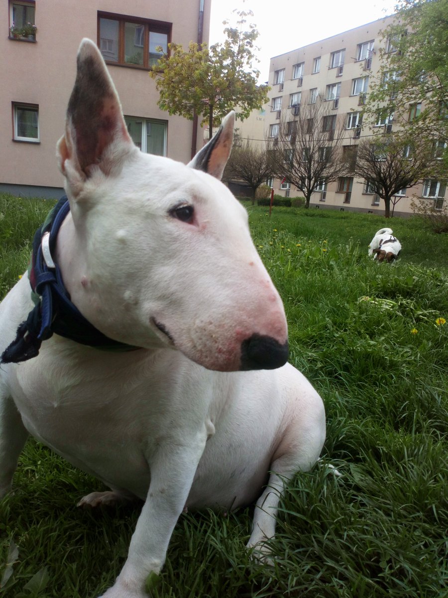 Tomek tweet media