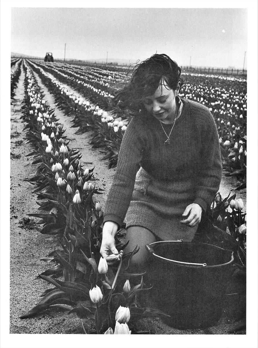 GCUArchives's tweet photo. Maybe the only ever #MarzaroliMonday photograph that could look better in colour? But the shot of this North Uist tulip-picker in 1970 does display the scale of the serious but short-lived attempt to establish tulip fields on the island. 'Tulips from Uist' does have a ring to it! https://t.co/Gw2ttorme4