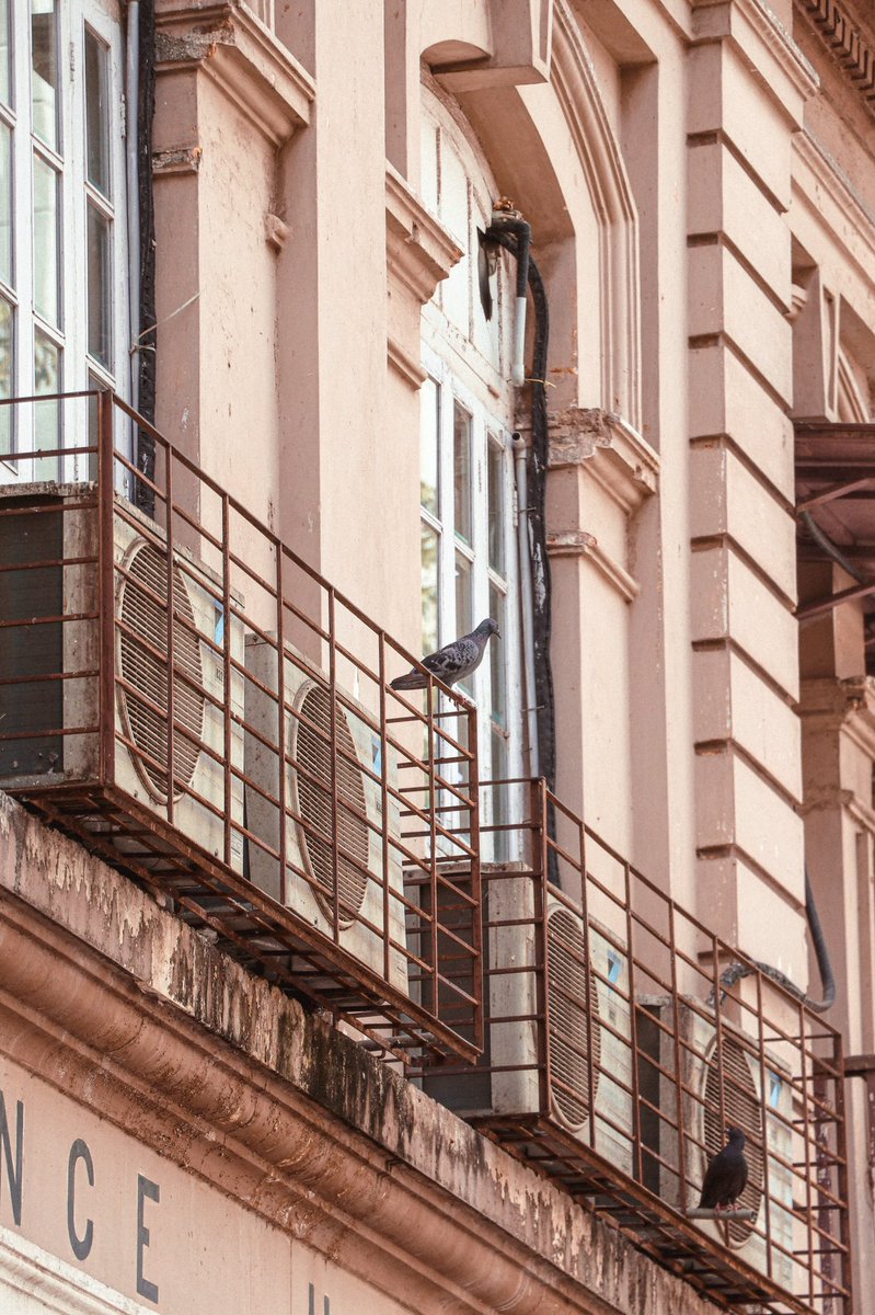 saifueyes's tweet image. Windows of beauty ❤️
.
#photography #Canon #pegion #Windows #mumbai #nftphotography #beauty