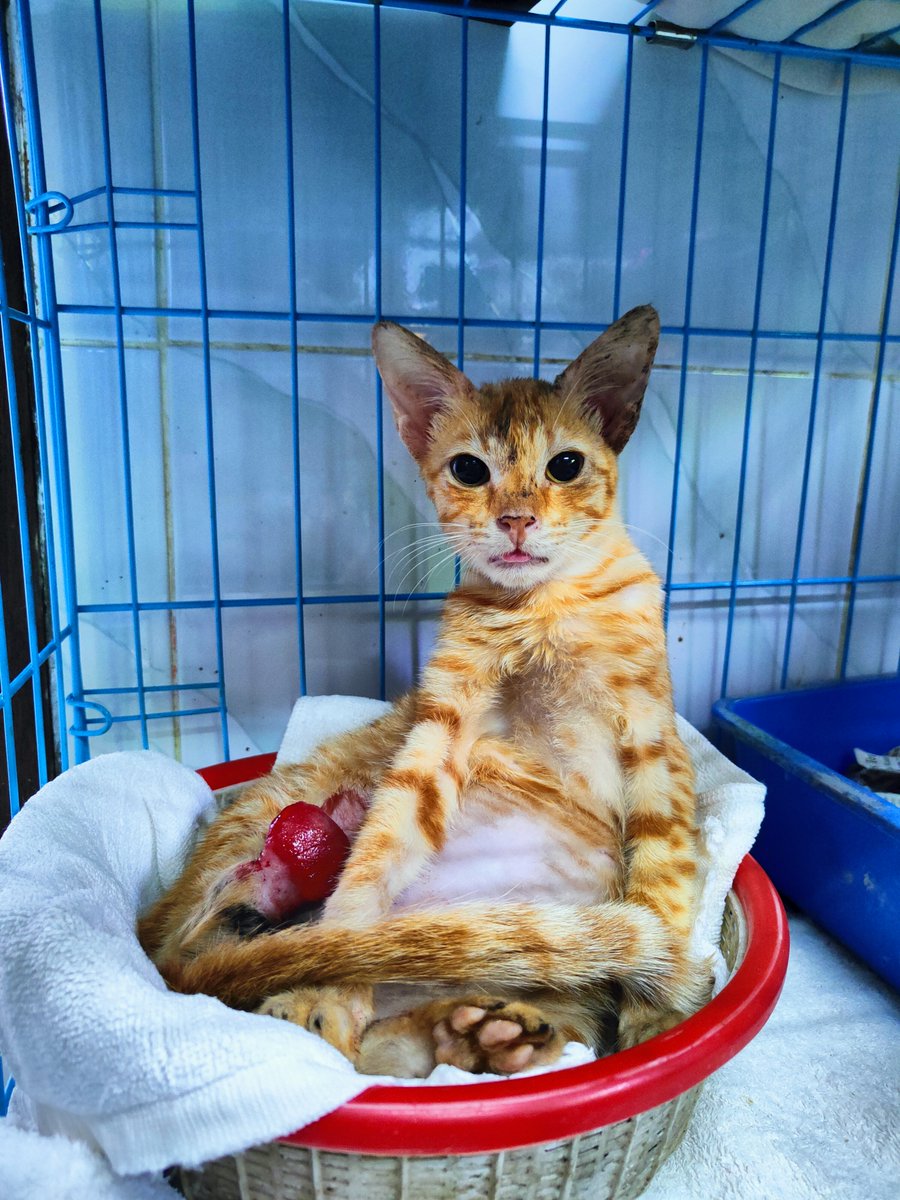 FOURPAWSUSA's tweet photo. Tiny kitten Kuren was tied up with rubber band! Thank goodness we could help! Join us every #FightForCatsFriday where we celebrate cats worldwide with Smush and raise awareness for cats who are vulnerable to the dog and cat meat trade in SE Asia. 📸FOUR PAWS/Pro-Natura https://t.co/cc9jiIJyqu