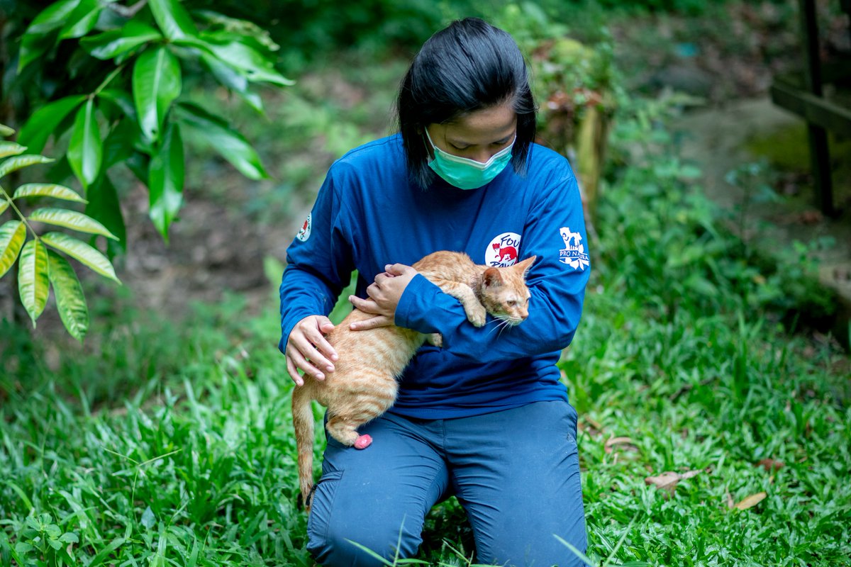 FOURPAWSUSA's tweet photo. Tiny kitten Kuren was tied up with rubber band! Thank goodness we could help! Join us every #FightForCatsFriday where we celebrate cats worldwide with Smush and raise awareness for cats who are vulnerable to the dog and cat meat trade in SE Asia. 📸FOUR PAWS/Pro-Natura https://t.co/cc9jiIJyqu
