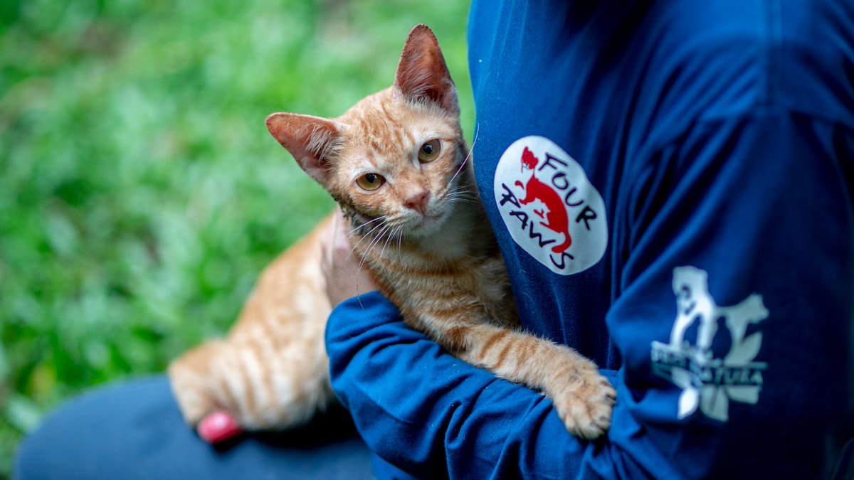 FOURPAWSUSA's tweet photo. Tiny kitten Kuren was tied up with rubber band! Thank goodness we could help! Join us every #FightForCatsFriday where we celebrate cats worldwide with Smush and raise awareness for cats who are vulnerable to the dog and cat meat trade in SE Asia. 📸FOUR PAWS/Pro-Natura https://t.co/cc9jiIJyqu
