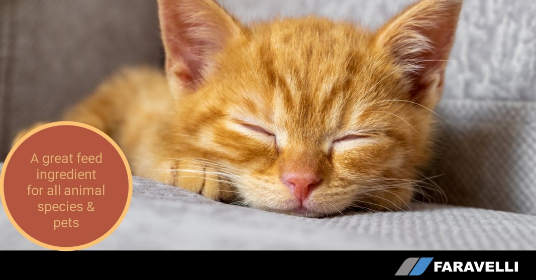 faravelligroup's tweet image. (US) SIL DHA 120 COATED is a great feed ingredient #madeinitaly based on #microencapsulated Omega-3 oil from #microalgae #Schizochytrium species, ideal for all animal species and pets.
lnkd.in/duCKvBJQ
#behindgreatsatisfactionarealwaysgreatrawmaterials #petformulations