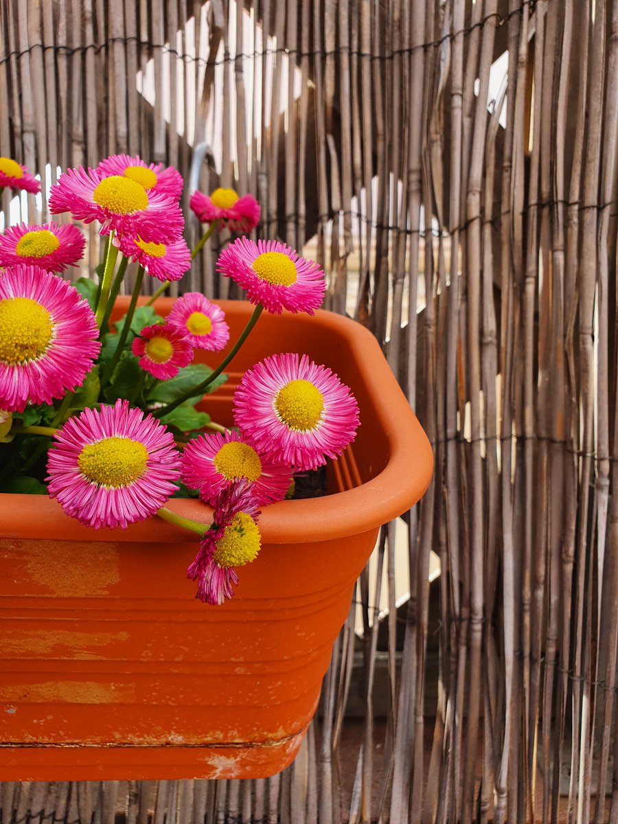 <a href="/suziday123/">Suzi Day</a> <a href="/TravelBugsWorld/">Travel Bugs World ✈️🐞🌎</a> <a href="/Adventuringgal/">Cynthia | Adventuring Woman</a> <a href="/jenny_travels/">Uncharted Traveling</a> <a href="/LoriMoreno/">#InfluencerMarketing Host</a> <a href="/SashaEats/">Sasha</a> <a href="/SonjaSwissLife/">Sonja Holverson</a> <a href="/MadHattersNYC/">Mad Hatters NYC</a> <a href="/MamaO_GO/">Mama O</a> <a href="/sl2016_sl/">Seema</a> <a href="/LiveaMemory/">Live a Memory</a> <a href="/beckyexploring/">Becky Exploring</a> <a href="/perthtravelers/">Perthtravelers (Wendy)</a> <a href="/LindaPeters64/">Linda</a> <a href="/tthrash/">Tom Thrash</a> <a href="/lizzie_hubbard2/">Lizzie Hubbard</a> <a href="/FitLifeTravel/">Fit🌞Life🌞Travel</a> <a href="/jasontravelblog/">Jason Likes To Travel</a> <a href="/Abfabtravels/">AbFabTravels</a> <a href="/TravelAtWill/">LDH</a> <a href="/PumaBaker/">Admiral Baker</a> <a href="/180books/">GeorgeGiunca180books🐠👀 180books.x NFT ETH AIArt</a> @paulpassingthru <a href="/sisbehaving/">Sisbehaving | travel bloggers</a> <a href="/Nicolette_O/">Nicolette Orlemans</a> <a href="/JulesHalvy/">Julie H</a> @OdetteDunn <a href="/jflorez/">Joe Florez</a> <a href="/SuchetaDoshiMD/">Sucheta Doshi, MD MPH FAAFP FACPM</a> <a href="/kmf116/">Karen Mellott-Foshier</a> <a href="/leisurelambie/">Alecia | Leisure Lambie</a> <a href="/eatlivestay/">eatlivestay</a> @Chalkcheese111 @travelingmkter <a href="/JPTyyc/">Joni 🇨🇦</a> @APlanToGo @irkusnardi <a href="/FansFair/">FunFair 🇺🇦</a> @GetLostBlog <a href="/LMoralesPhoto/">LisaMorales</a> <a href="/cookies1961/">Tina E 😎</a> <a href="/KhanaMadeEasy/">Jahnavi</a> <a href="/simplysallyh/">Sally Hanssen</a> @hmgivingsoul <a href="/KaliTravel/">KaliTravel</a> What are you waiting? #FlashbackFridayz is still running! 🏃‍♂️
Share your #Plants &amp; #Flowers 🌻🥀
✅Use our hashtag
⚠️Share your pics + invite friends
📢Tag your hosts <a href="/TravelBugsWorld/">Travel Bugs World ✈️🐞🌎</a> <a href="/Adventuringgal/">Cynthia | Adventuring Woman</a> <a href="/jenny_travels/">Uncharted Traveling</a> <a href="/suziday123/">Suzi Day</a> <a href="/tangoandrakija/">Tango & Rakija | Food &Travel Blog 📸</a>