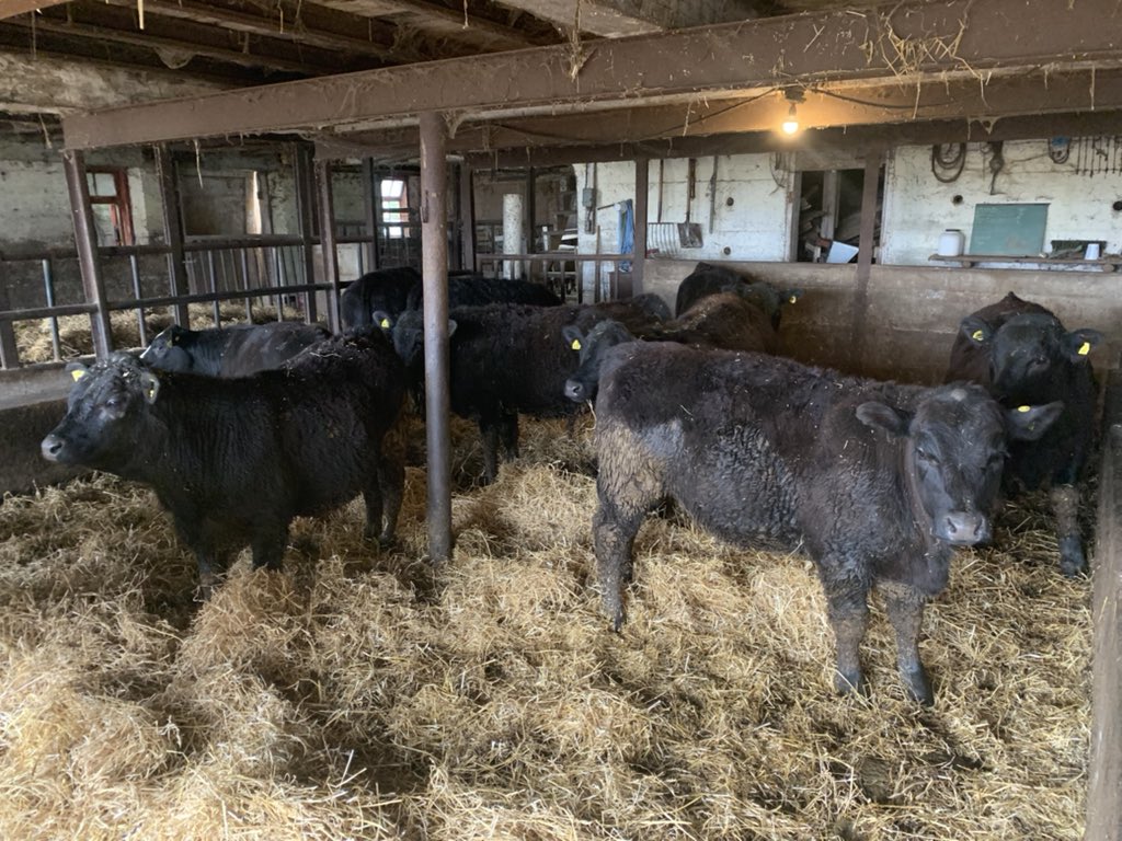 Ben Burtwistle (@burtwistleben) on Twitter photo 30 calves selling in Denfield Livestock Exchange’s spring stocker sale tomorrow at 11am. <a href="/BurtwistleIan/">Ian Burtwistle</a> <a href="/burtwistle/">Carson Burtwistle</a> 30 calves selling in Denfield Livestock Exchange’s spring stocker sale tomorrow at 11am. <a href="/BurtwistleIan/">Ian Burtwistle</a> <a href="/burtwistle/">Carson Burtwistle</a>