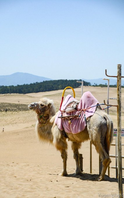 鳥取砂丘のtwitterイラスト検索結果