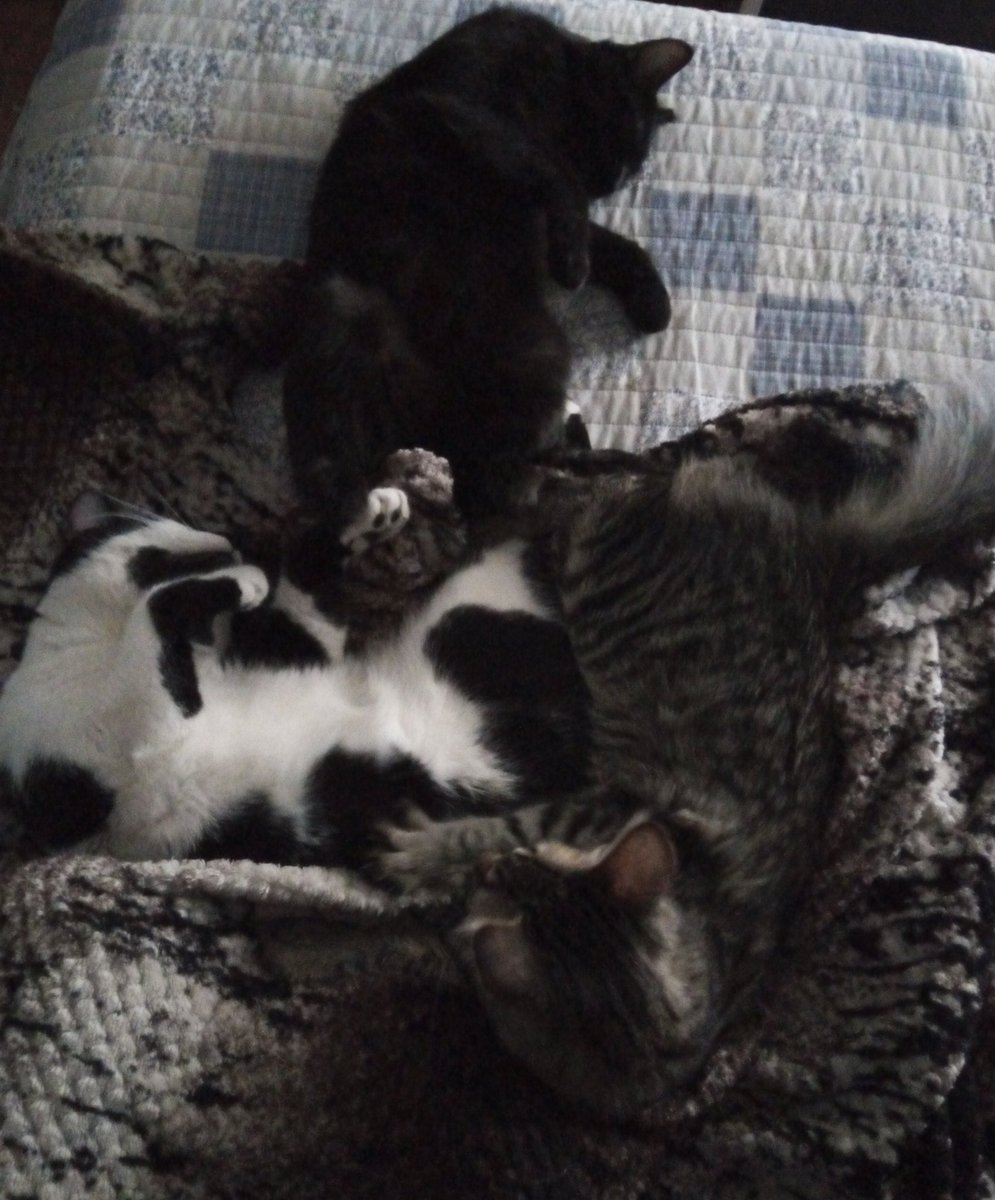 -Me siento mal
-Automáticamente las gatas de mi casa : "nos sentimos mal"