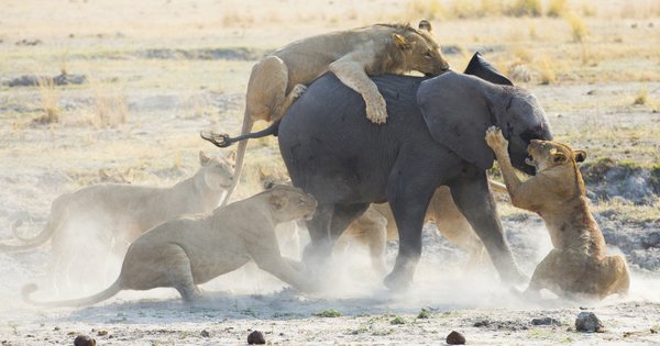 MangoPublishing's tweet photo. Eating an Elephant shared by @ericmaisel, author of Redesign Your Mind, on @GoodMenProject:
https://t.co/jWGGe9UYfU
#EricMaisel #RedesignYourMind #elephant #wisdom #learning #mindful #writers #characterization #writing #sharing #stories #ideas https://t.co/EWNh0pF1li