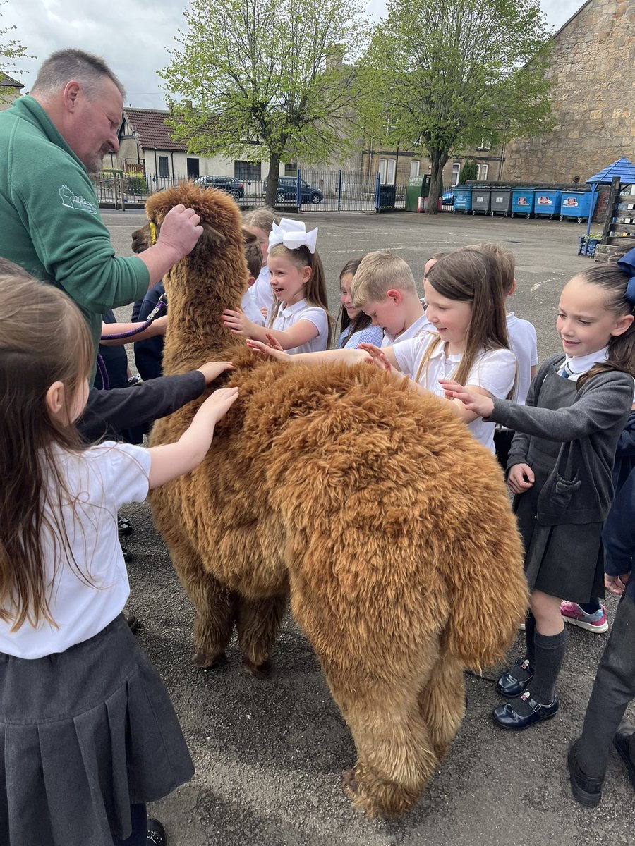 Today we met Annie the Alpaca. Not everyday you see an Alpaca in school. It definitely was the highlight of P2’s week 🦙