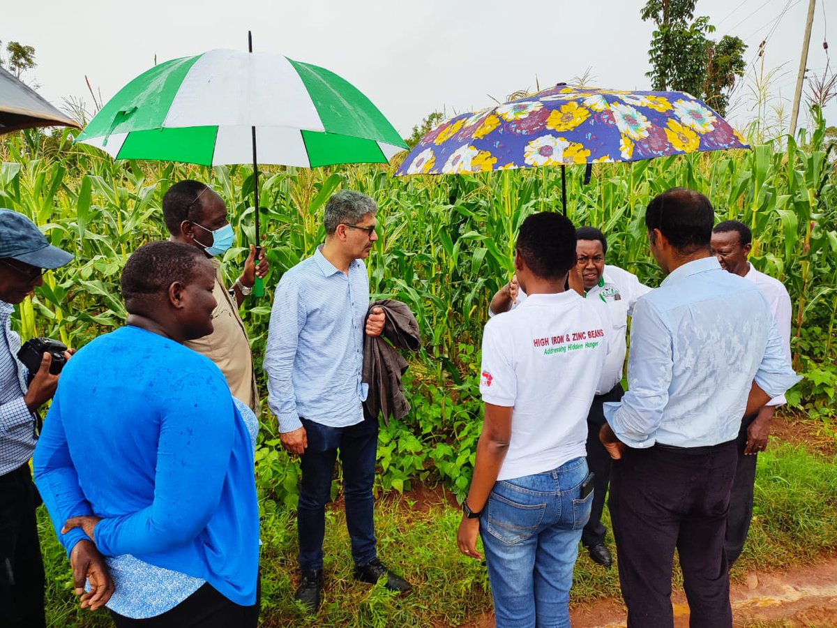 _PABRA's tweet image. Visiting bean farmers in Siaya with @CanHCKenya &amp;amp; @kalromkulima
 Promoting healthier diets with nutritious beans #BetterBeans #FoodSystems