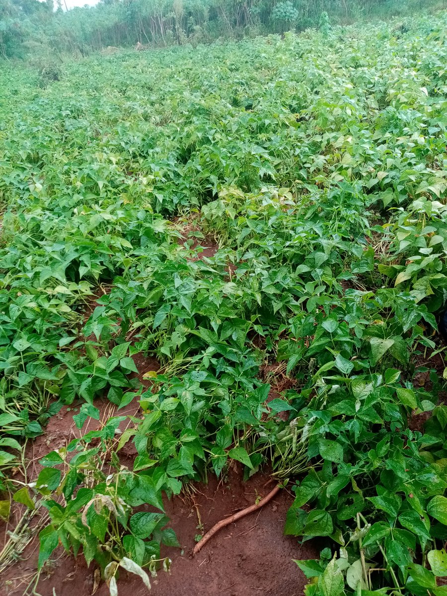_PABRA's tweet image. Visiting bean farmers in Siaya with @CanHCKenya &amp;amp; @kalromkulima
 Promoting healthier diets with nutritious beans #BetterBeans #FoodSystems