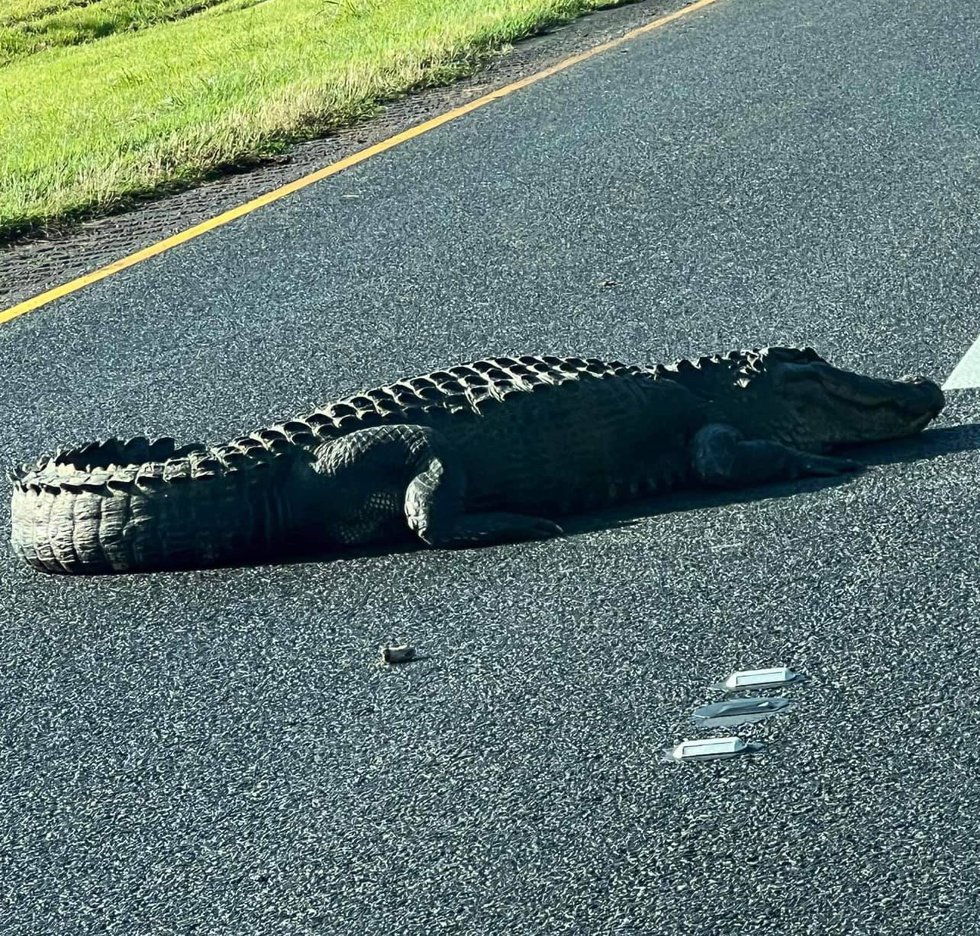 WAFB's tweet photo. 🐊 ONLY IN LOUISIANA: A portion of the interstate is blocked off after a 13-foot alligator decided to sunbathe in the middle of the highway in north Louisiana. https://t.co/9bfB9eh1OP https://t.co/MoepVfFsDX