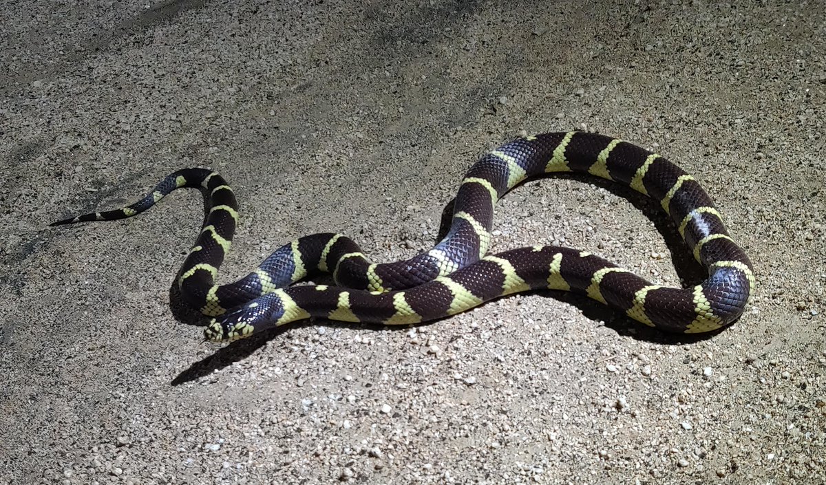 HighamLab's tweet photo. A couple of nice snakes on our Herpetology field trip this week! California king snake and a red diamond rattlesnake at the Motte Rimrock Reserve. @UCRiverside @EeobUcr #fieldtrip #herpetology #snake @MarinaVollin https://t.co/A3utWMYg2E