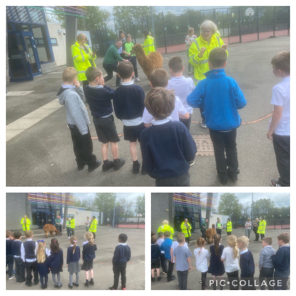 P2M got quite the surprise this afternoon when Annie the alpaca turned up for a visit 🦙 It is safe to say this fluffy little ball of love has stolen all of our hearts ♥️ 
Have a great weekend everyone 😊