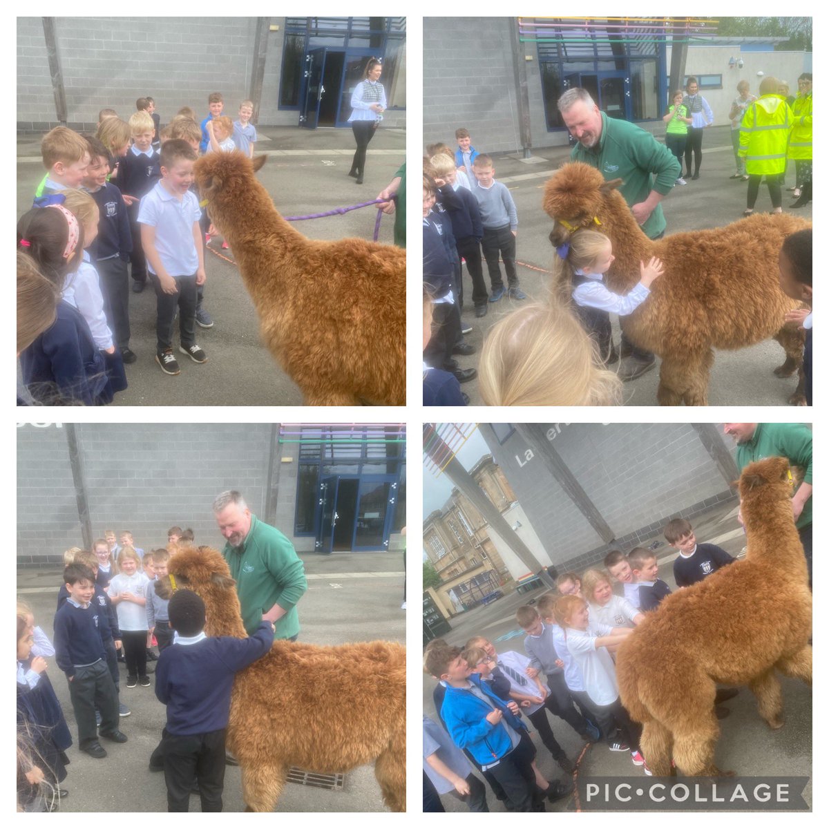 Mrs McGibbon LVPS tweet media