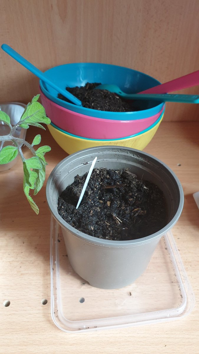 MissANasir's tweet photo. P3/4 have been busy planting their own lettuce. We are going to be testing them in different conditions and seeing how this can affect the growth of the plant. #science #plants https://t.co/VdiqwGCxYX