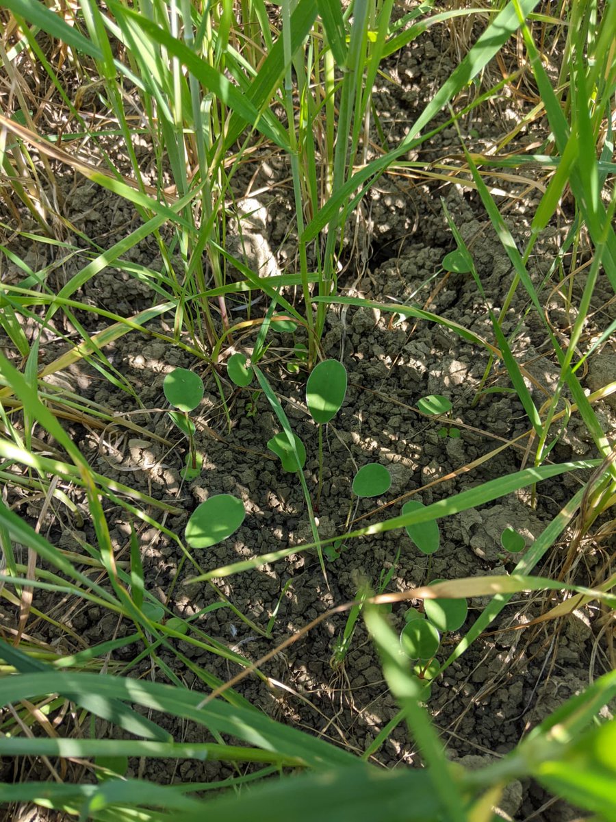 GoAgroecology's tweet photo. #intercropped lentils and sulla are growing beneath durum wheat in Volterra🌱sampling crops🌾density and waiting for some rain in the weekend✌️ @H2020IPMWorks
#agroecology #farming #agricolturatoscana #volterra #tuscanyhills #Toscana https://t.co/xbnCP8LVYS