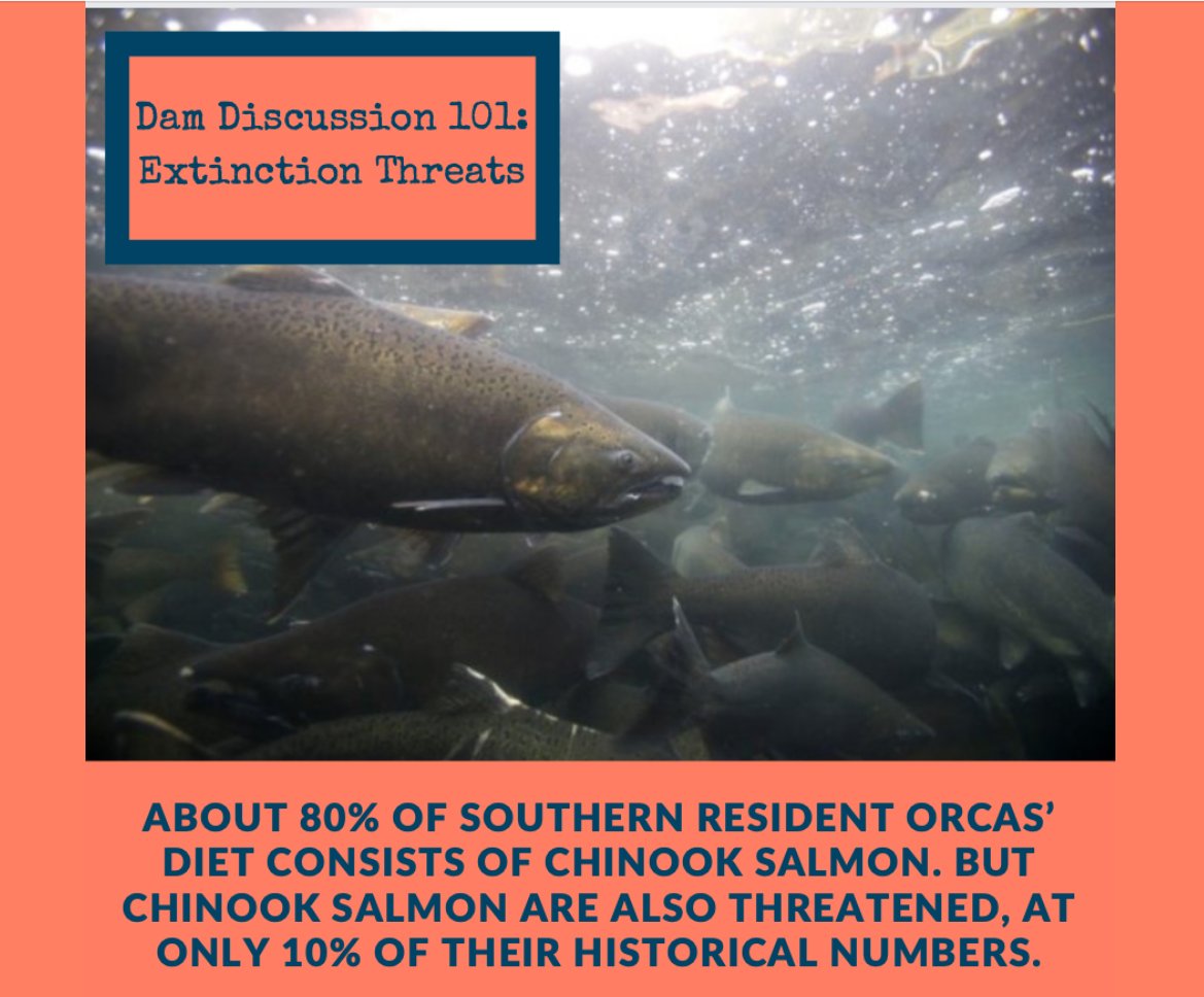RiverSavers's tweet photo. FACT 4: About 80% of Southern Resident Orcasโ diet consists of Chinook salmon. But Chinook salmon are also threatened, at only 10% of their historical numbers. #SnakeRiverSavers #Orca #Salmon #FreeTheSnake #SaveOrca #SaveSalmon #BreachTheDams #Extinction #Hydropower #TribalRights https://t.co/O6u1vRRd8J