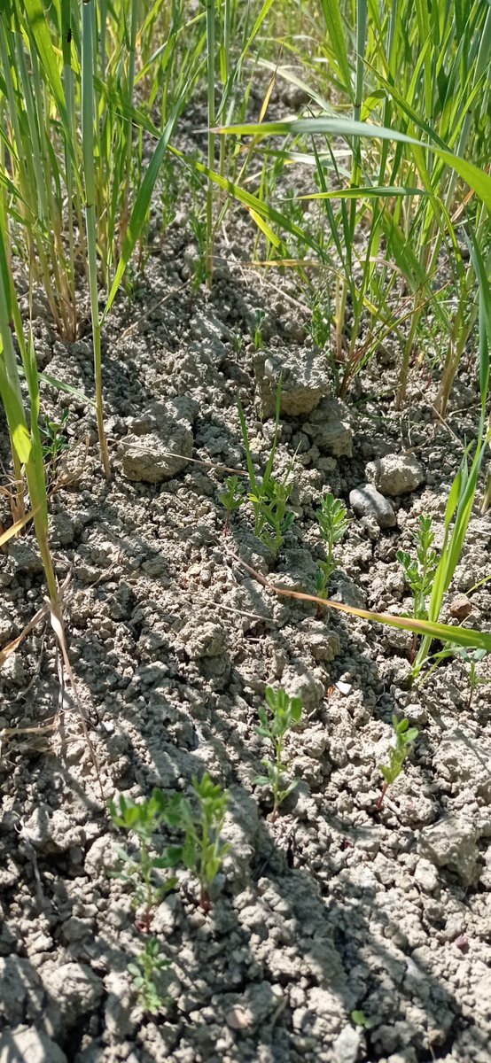 GoAgroecology's tweet photo. #intercropped lentils and sulla are growing beneath durum wheat in Volterra🌱sampling crops🌾density and waiting for some rain in the weekend✌️ @H2020IPMWorks
#agroecology #farming #agricolturatoscana #volterra #tuscanyhills #Toscana https://t.co/xbnCP8LVYS