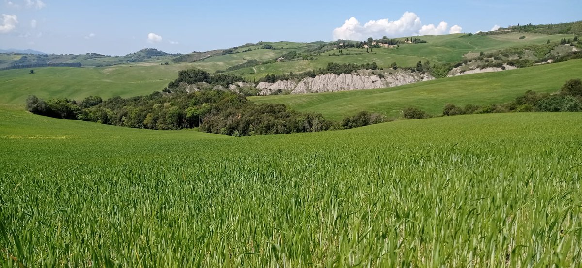 GoAgroecology's tweet photo. #intercropped lentils and sulla are growing beneath durum wheat in Volterra🌱sampling crops🌾density and waiting for some rain in the weekend✌️ @H2020IPMWorks
#agroecology #farming #agricolturatoscana #volterra #tuscanyhills #Toscana https://t.co/xbnCP8LVYS