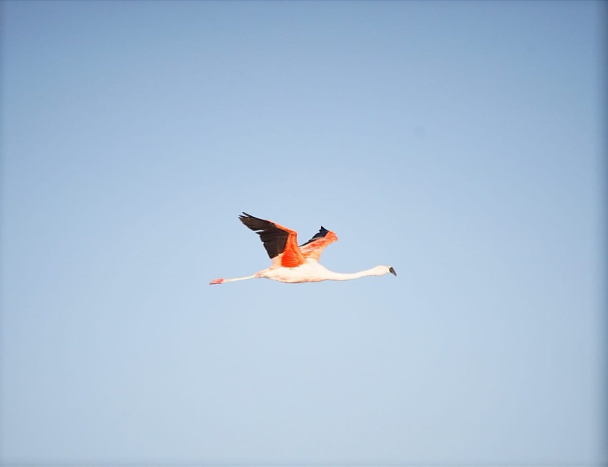 ZCOG's tweet photo. @ReidParkZoo Thank you to @ReidParkZoo and its visitors for supporting flamingo conservation through @ZCOG and SAFE Andean Highland Flamingo! https://t.co/OqMOqgGg5e