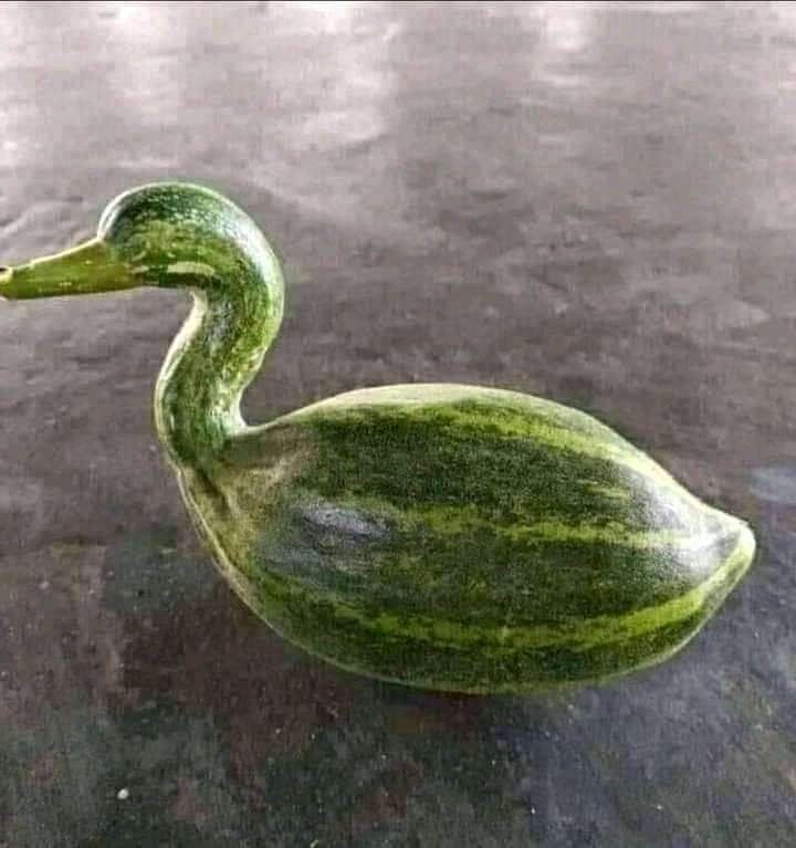 fahmidhasan2003's tweet photo. তোর ভাবসাব কিছু বুঝলাম না😒😒
তুই পটল পটলের মত থাকবি😊😊
তুই কেন হাঁসের মতো হতে গেলি🙄🙄🙄 https://t.co/KdBCc7LqyO