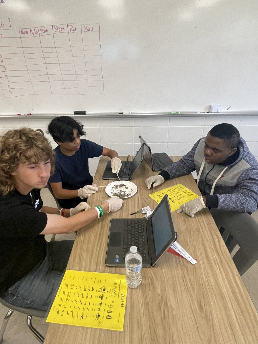 AmberHi18038779's tweet photo. Biology students dissecting owl pellets. #exceptional #7thPeriod #Freshmen @GraysonLawrence @Winterboro_High https://t.co/fFrYhOq7Wp