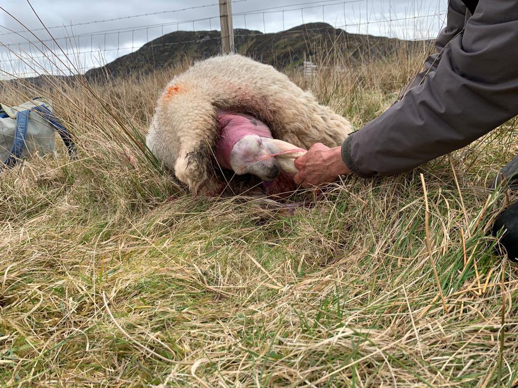 DocuScotland's tweet photo. More images from our #ShowUsColonsay event with island resident Jan Binnie’s series on lambing which is taking place on #Colonsay.
The #photography produced this week will be shown at our Salon Evening tomorrow at 8pm in the Heritage Centre.
Supported by @CreativeScots https://t.co/QrpsC4ZBCW