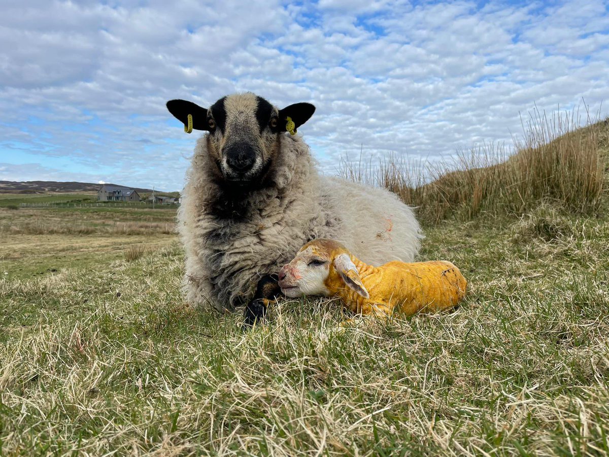 DocuScotland's tweet photo. More images from our #ShowUsColonsay event with island resident Jan Binnie’s series on lambing which is taking place on #Colonsay.
The #photography produced this week will be shown at our Salon Evening tomorrow at 8pm in the Heritage Centre.
Supported by @CreativeScots https://t.co/QrpsC4ZBCW