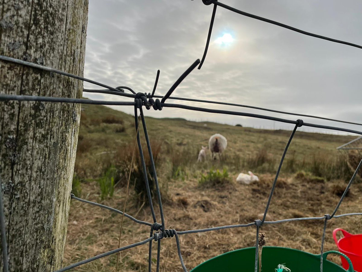 DocuScotland's tweet photo. More images from our #ShowUsColonsay event with island resident Jan Binnie’s series on lambing which is taking place on #Colonsay.
The #photography produced this week will be shown at our Salon Evening tomorrow at 8pm in the Heritage Centre.
Supported by @CreativeScots https://t.co/QrpsC4ZBCW