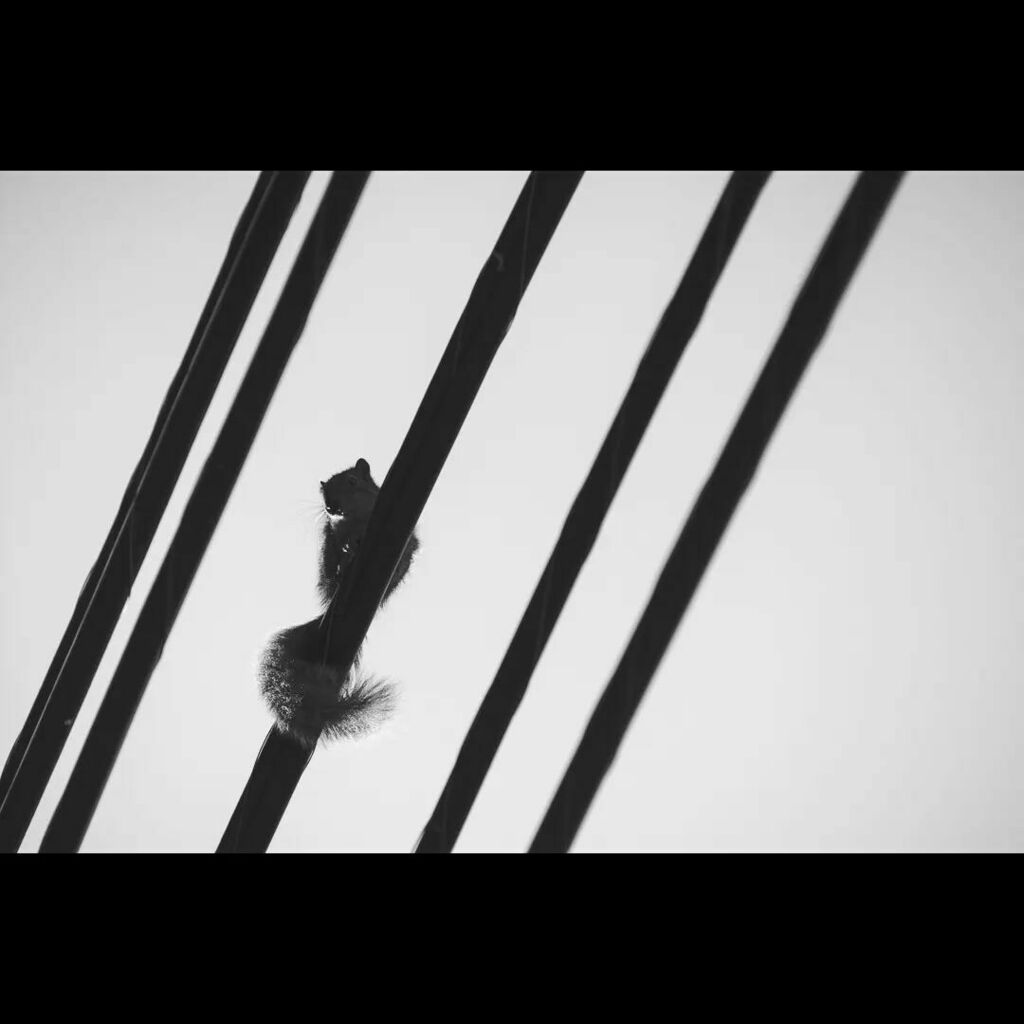QuintonHPhoto's tweet photo. Overseer
.
.
.
.
.
#above #animal #blackandwhite #creature #electric #fauna #hidden #hiding #life #living #natural #nature #over #overhead #pole #rodent #squirrel #squirrels #telephone #thing #urban #urbanwildlife #watching #wildlife #wire https://t.co/DBLeAjBPgD