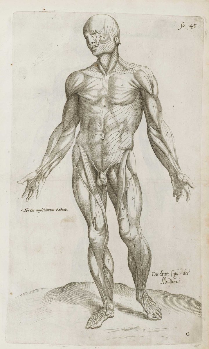 FaisalGhani_'s tweet photo. Illustrations from De humani corporis fabrica (Of the Structure of the Human Body) -1555 by Andreas Vesalius (1514–1564), 16th-cent. anatomist

Vesalius’s exposure of human architecture through meticulous drawings were Renaissance version of a modern CAT or MRI scan. https://t.co/xmtipqz5Va