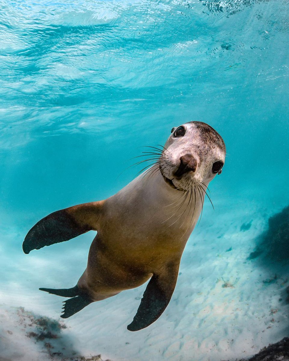 PADI's tweet photo. SMILE, it's Friday! 😅  Who is out diving this weekend?

📷 IG user 'brookepykephotography' https://t.co/HVvufNkw4R