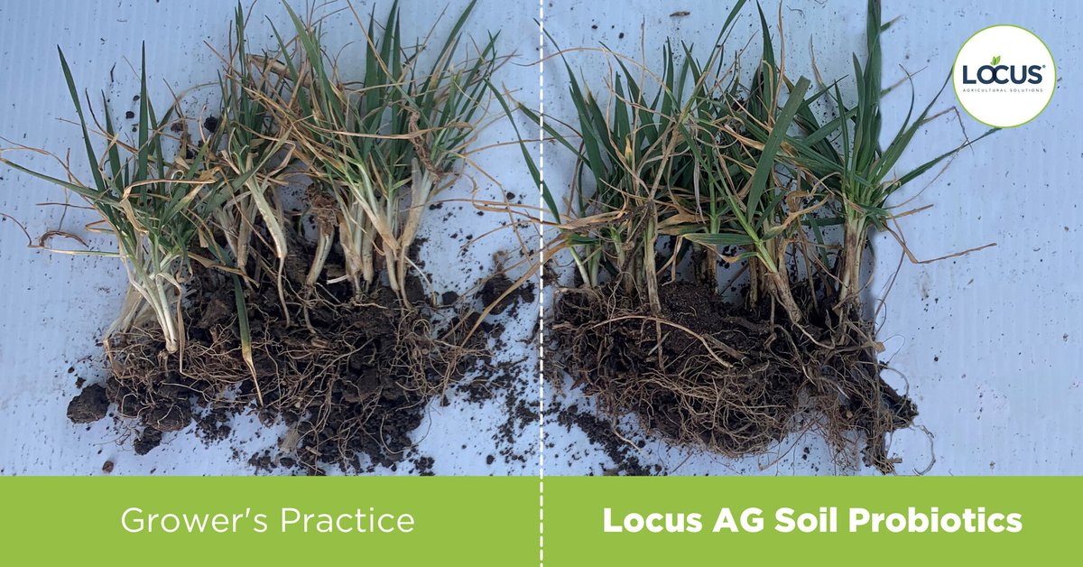 LocusAg's tweet photo. #FieldPicFriday – #WinterWheat treated with Locus AG’s Pantego soil probiotic. The treated plants on the right are greener to the soil surface, showing us that our products are releasing more nutrients (Phosphorus) to the plants. #soilprobiotics #regenerativeagriculture https://t.co/fo9pKIYtCM