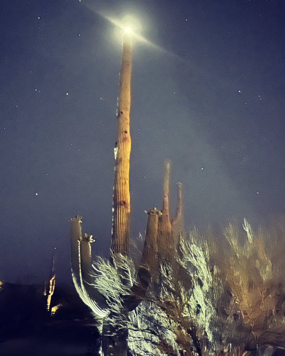 Grania64156311's tweet photo. A moon crowned Saguaro 
#DesertMoon #SonoranDesert #Saguaro 
#MoonlightMagic #RedButteTucson https://t.co/zh308kQfmV