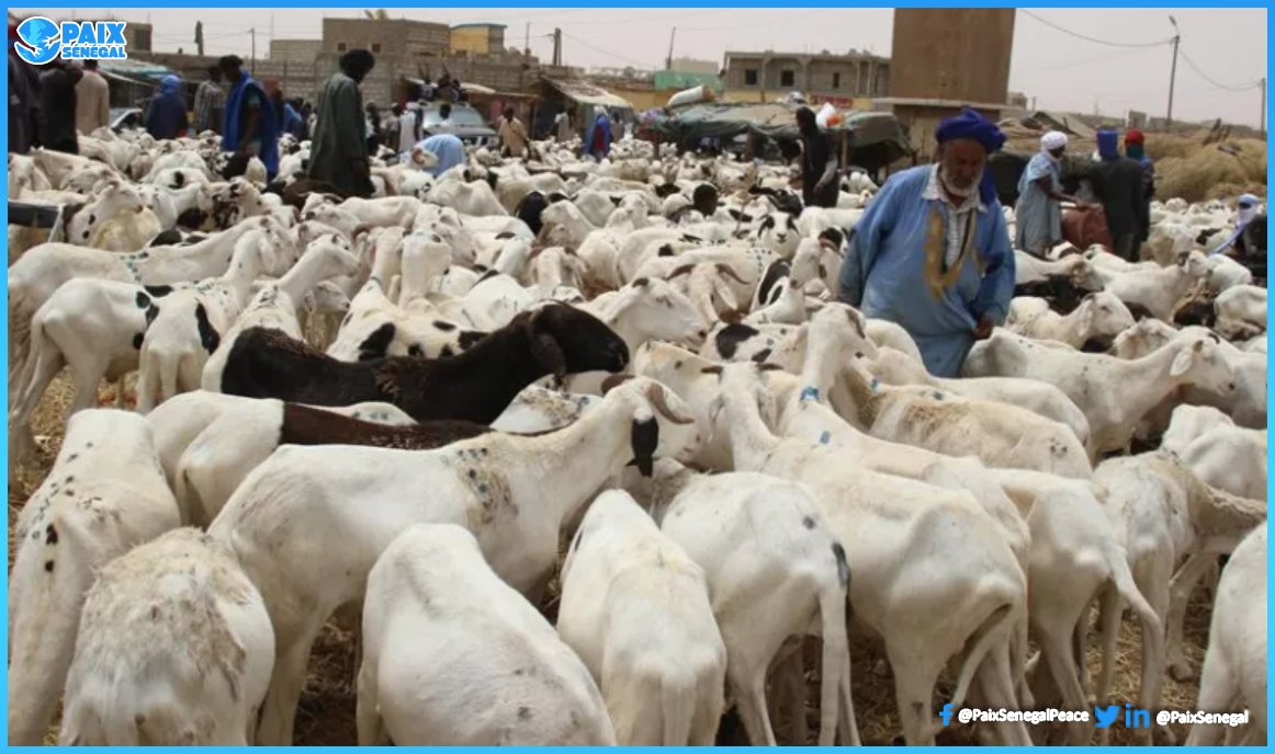 La #Mauritanie et le #Sénégal ont signé jeudi un protocole consacrant l’exportation de moutons pour la fête de la #Tabaski vers le Sénégal qui prévoit par ailleurs de prolonger de deux semaines la durée d’exonération des taxes et redevances accordée aux éleveurs mauritaniens.