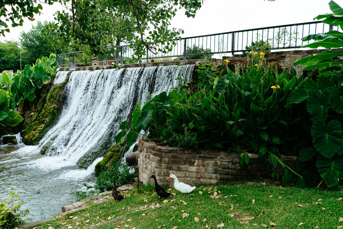 VisitSanSaba's tweet photo. It's the perfect time of year for humans and ducks to visit Mill Pond Park in San Saba. https://t.co/zTnOlPtWFY