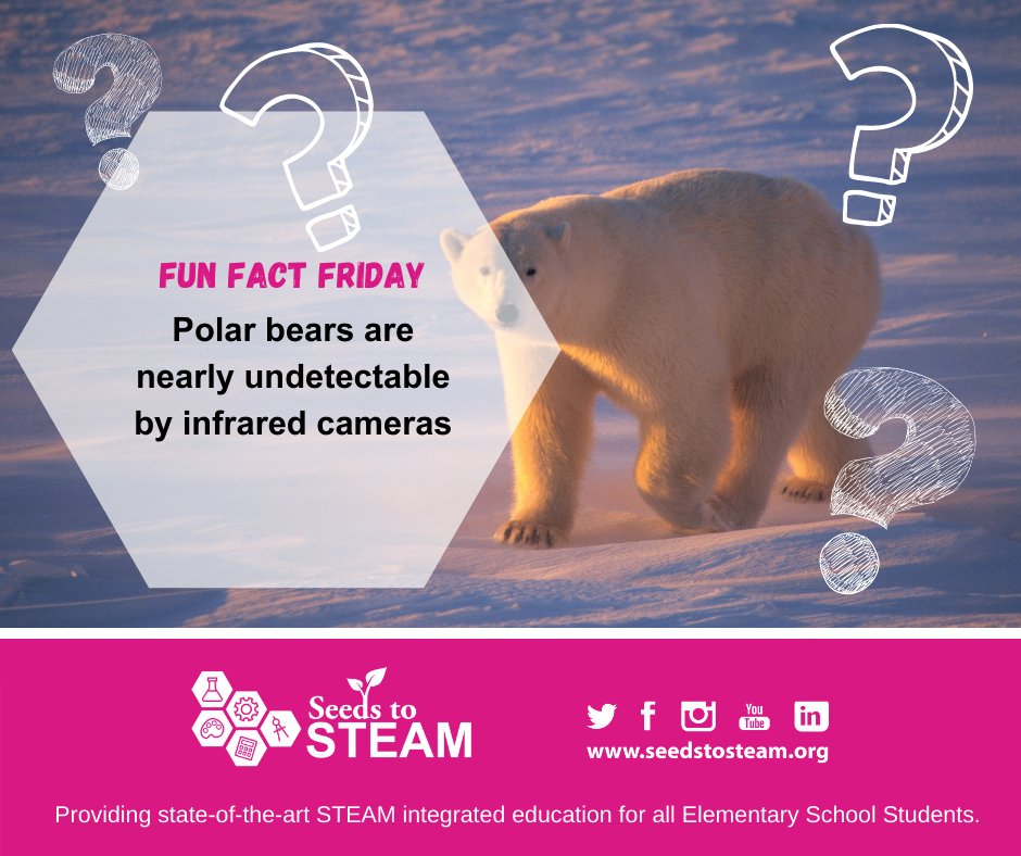 SeedstoSTEAM's tweet photo. ❄️ Fun Fact Friday - Polar bears are nearly undetectable by infrared cameras ❄️
-
#seedstosteam #iteach #iteachtoo #stemeducation #stemforkids #iteach345 #iteach456 #scienceteacher #scienceteachers #steminschool #scienceiscool #iteachscience https://t.co/i2JXusbgAF
