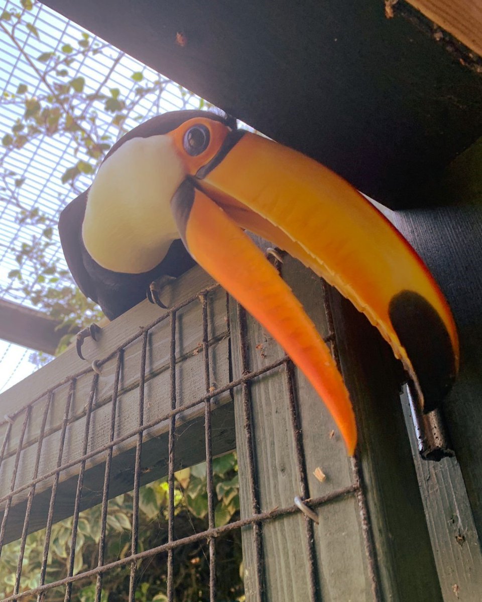 Birdworld - where the animals are always happy to see you! 😃

Join us this weekend and enjoy the sights and sounds of 200 bird species set within 25 acres. 🌷

📷 Sam, Aviculture Keeper