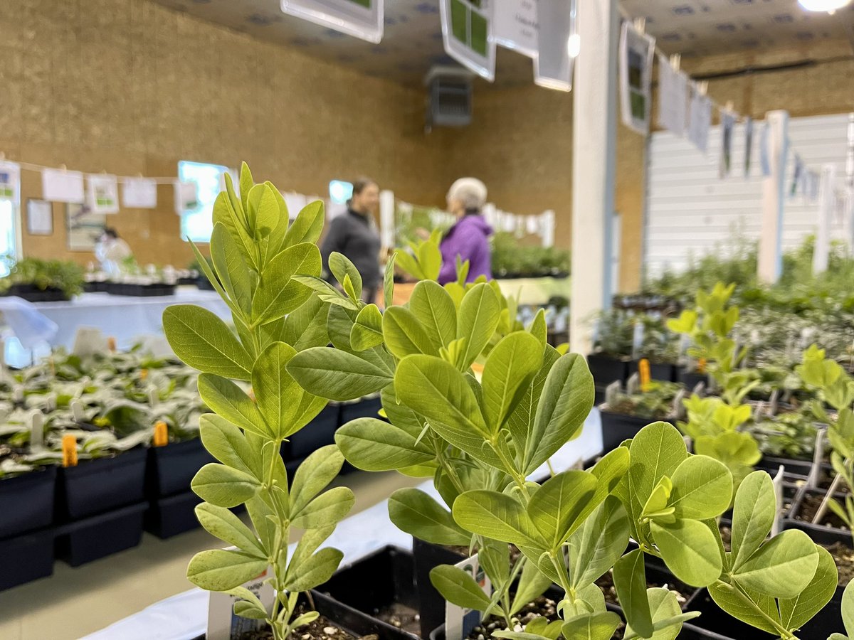 woodparkdist's tweet photo. Native Plant Sale 
Saturday, May 7; 9:30 am - 1 pm

Wood County Fairgrounds, 13800 W Poe Road, Bowling Green, OH, 43402
#nativeplants #area419 #ohio #blueweek #greenribbon #conservation #wildlifehabitat #climateaction #local #woodcounty #thinkbgoh #parks #stewardship #nature https://t.co/04EuFzMGwe