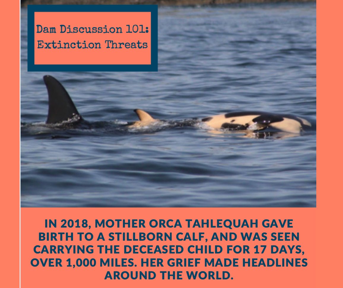 RiverSavers's tweet photo. FACT 6: In 2018, mother orca Tahlequah gave birth to a stillborn calf, and was seen carrying the deceased child for 17 days, over 1,000 miles.Her grief made headlines around the world. #SnakeRiverSavers #Orca #Salmon #FreeTheSnake #SaveOrca #SaveSalmon #BreachTheDams #Extinction https://t.co/rbRp1qX0Ca
