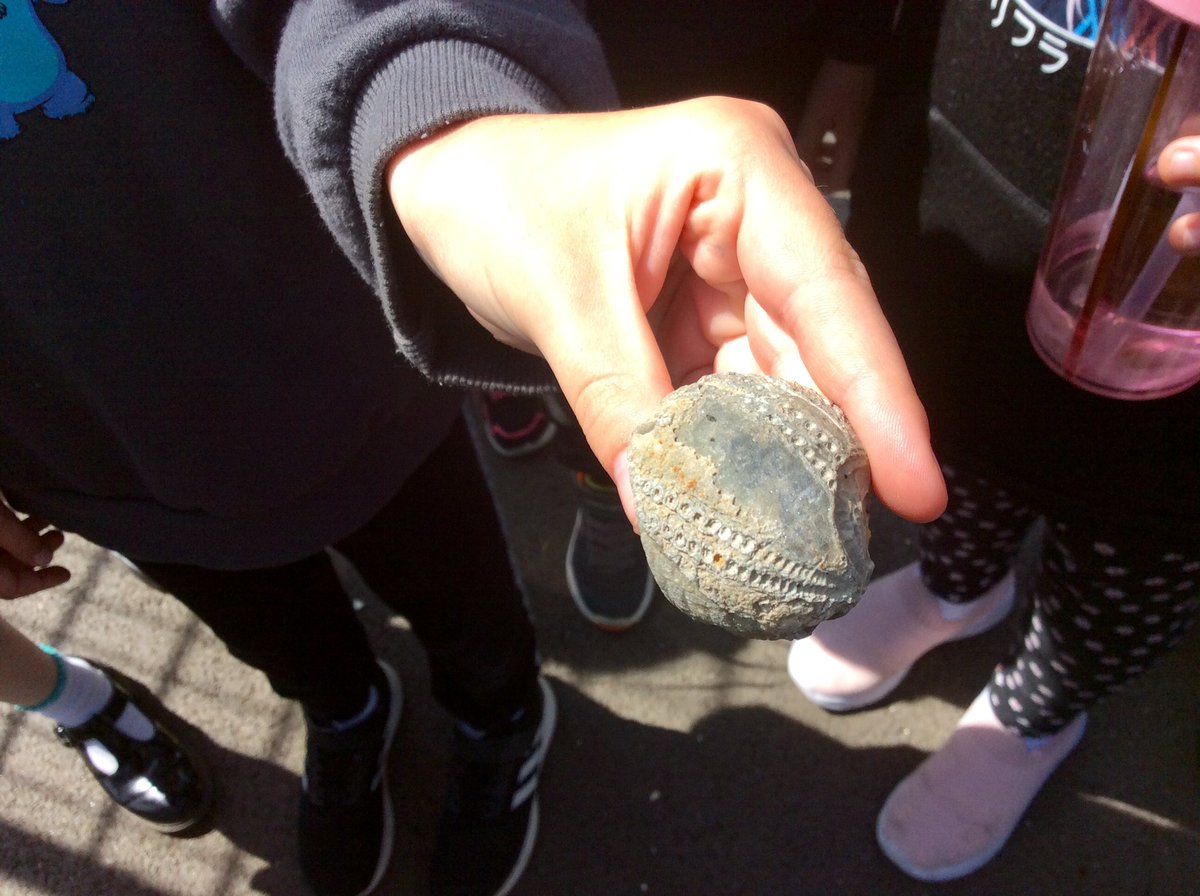 GreenparkKL's tweet photo. Packham class love visiting our school allotment every Thursday, even more so when we find a fossil as we walk there! @ExplorifySchool @NHM_London #fossils #youngscientists https://t.co/ZAlKOgoFIK