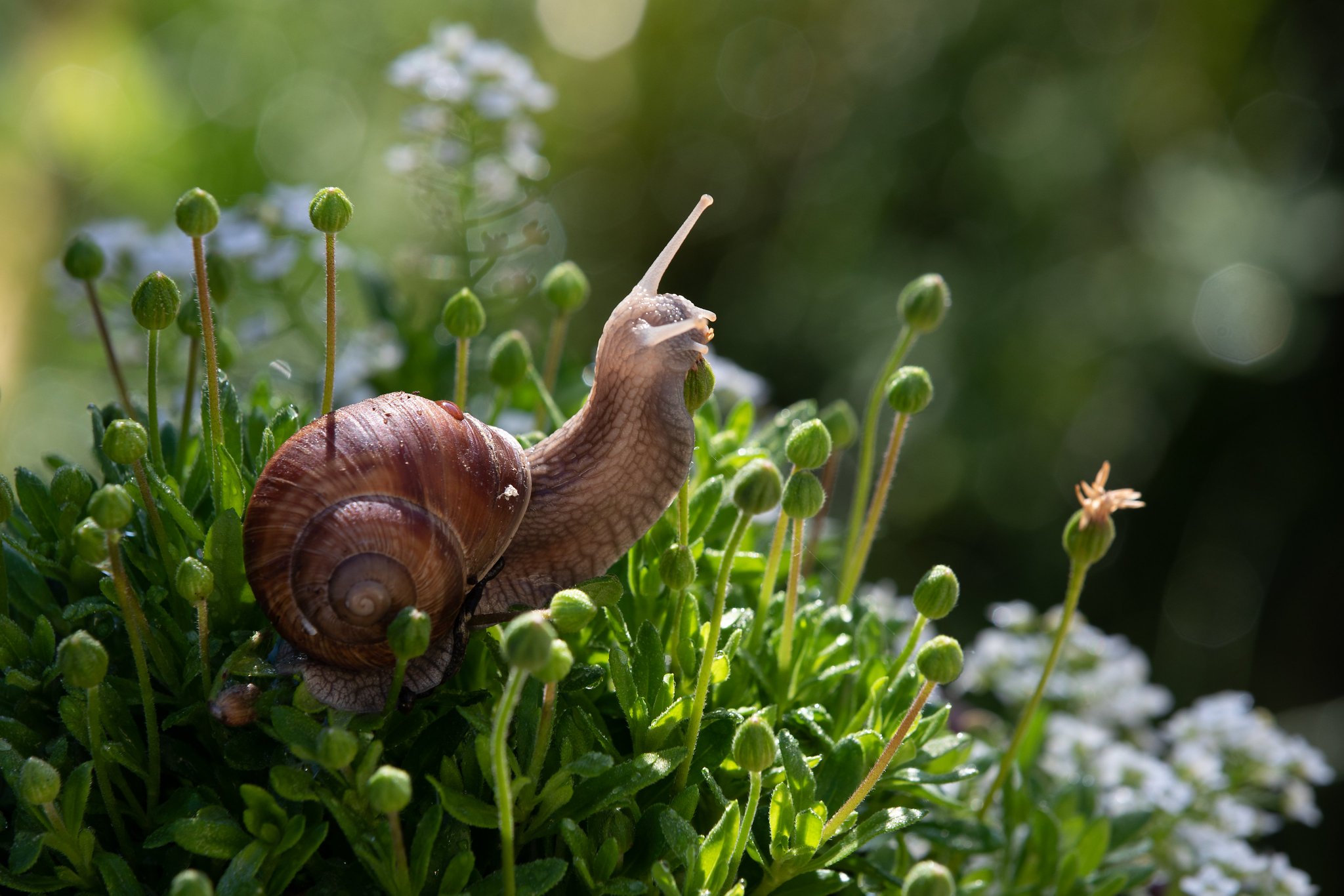 Animal on Twitter "Snails can sleep for up to three years 😴