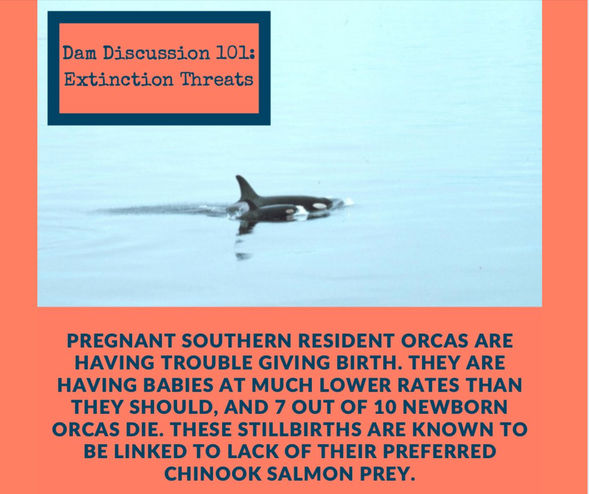 RiverSavers's tweet photo. FACT 5: Pregnant southern resident orcas are having babies at much lower rates than they should, and 7 out of 10 newborn orcas die. These stillbirths are linked to lack of their preferred Chinook Salmon prey. #SnakeRiverSavers #Orca #Salmon #FreeTheSnake #SaveOrca #SaveSalmon https://t.co/k0vV8kgXWV