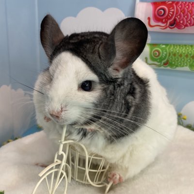 omaru0205's tweet photo. #新しいプロフィール画像 https://t.co/nsJGa8IFPI