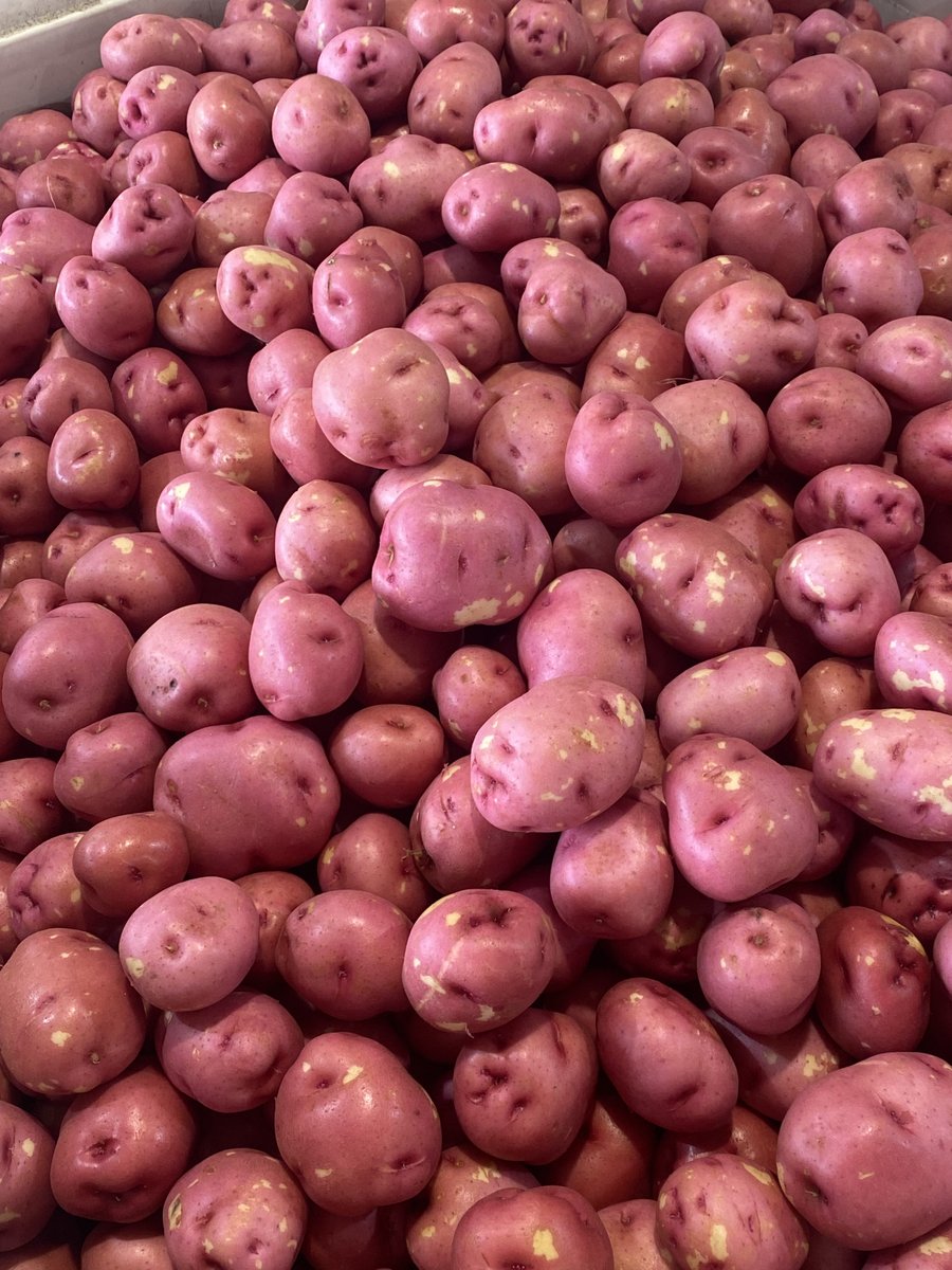 LMCompanies's tweet image. Potatoes in full production in East Palatka, FL 📸 Cal Parker #rootedininnovation #freshproduce #freshfromflorida #harvest #potatoes #agriculture