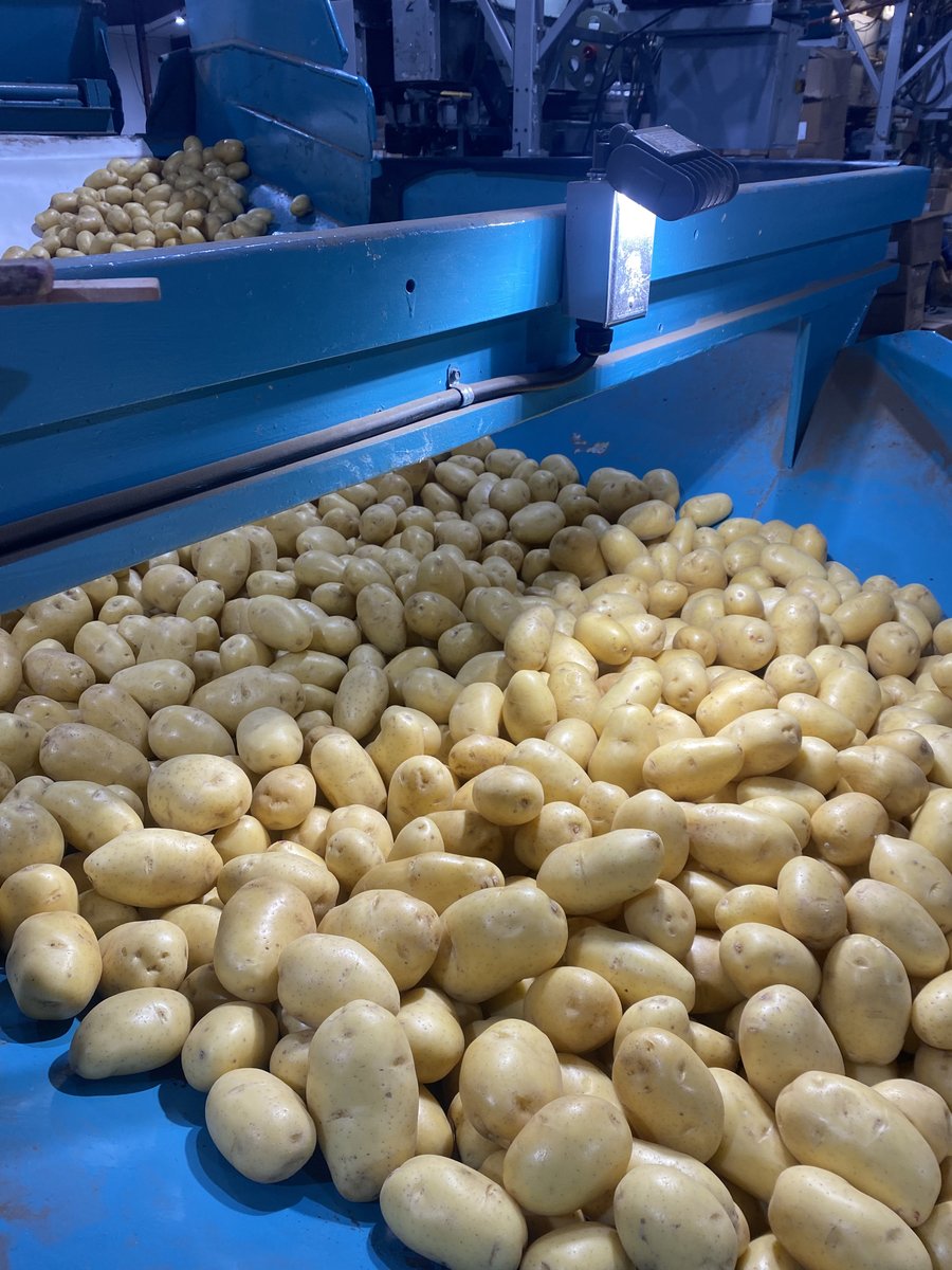 LMCompanies's tweet image. Potatoes in full production in East Palatka, FL 📸 Cal Parker #rootedininnovation #freshproduce #freshfromflorida #harvest #potatoes #agriculture